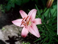 Лилия розовая 1