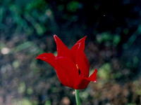 Резной тюльпан