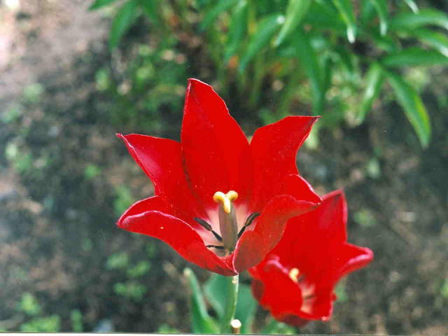 Тюльпан резной