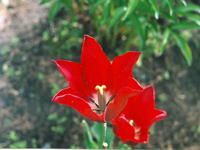 Тюльпан резной