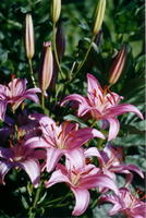 g00031
